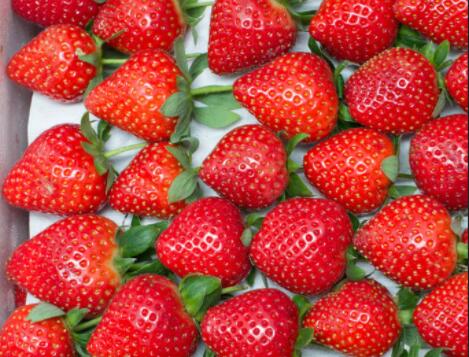 赞美草莓的优美句子文案