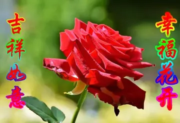 早上好的问候语10字