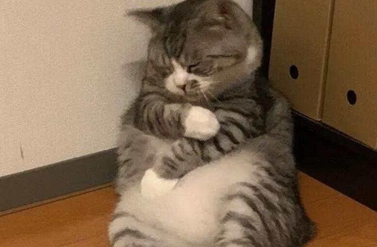 朋友圈晒猫搞笑句子文案