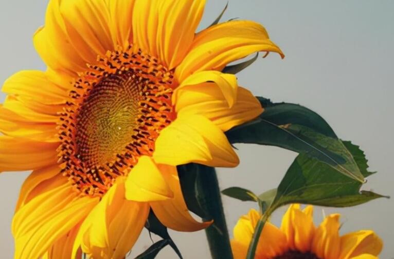 向日葵花语经典话语