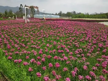 描写天气晴朗微风吹拂的句子文案