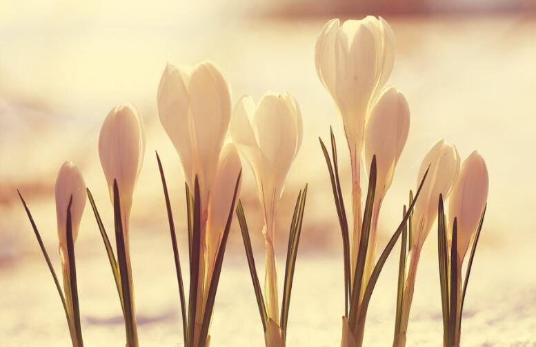 给女生表白的一段话