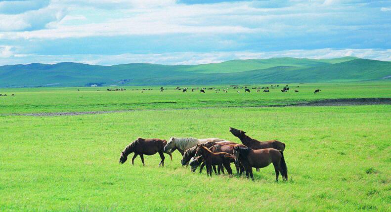 看草原的感慨经典语录文案