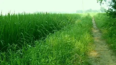 描写乡村美景的一段话