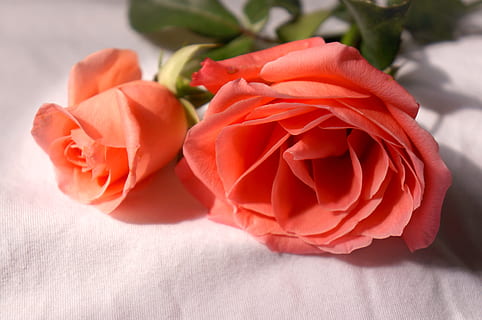 晚上送给女朋友的情话文案