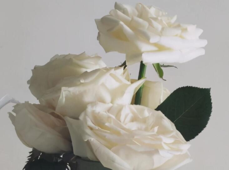 全网最火的句子文案