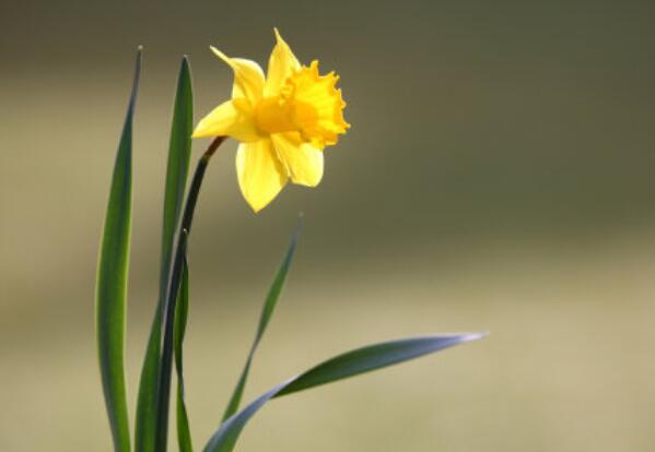 只想平淡的生活的诗句文案