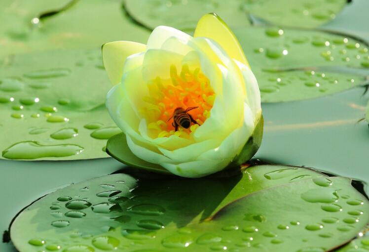 炎炎夏日解暑句子文案