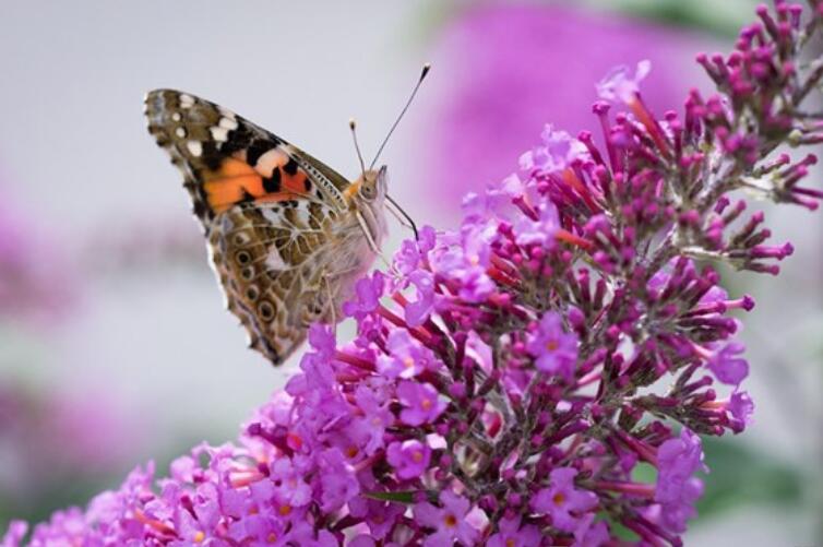 撕心裂肺的经典语录文案