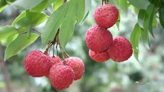 朋友圈卖荔枝的广告词