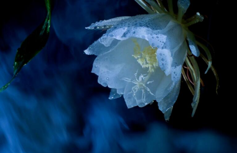 夜色赏花简短句子文案