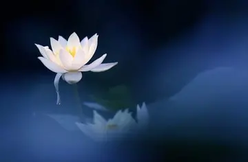 做人品质好的句子文案