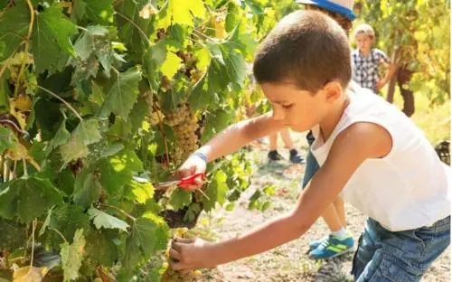 采摘的心情短语