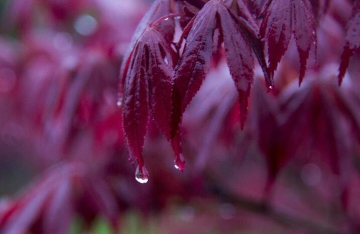 细雨绵绵的唯美句子文案