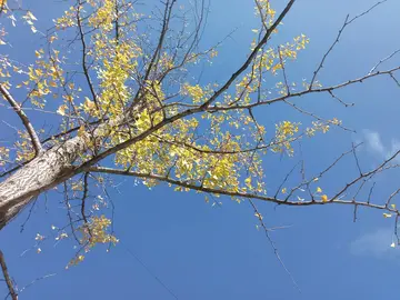 天气好心情好八字短句