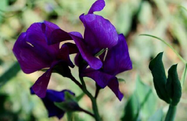 阳春三月春光明媚的诗句文案