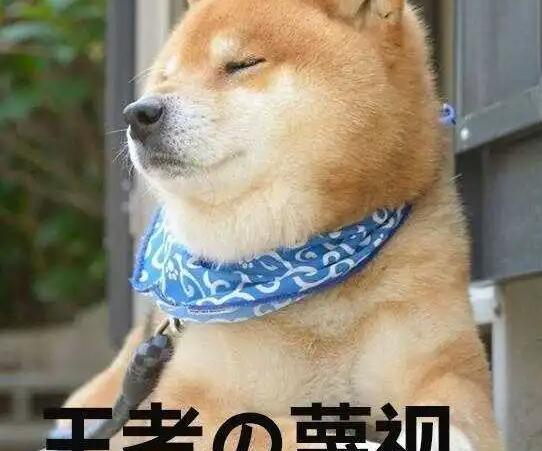 像疯狗一样的骂人说说文案