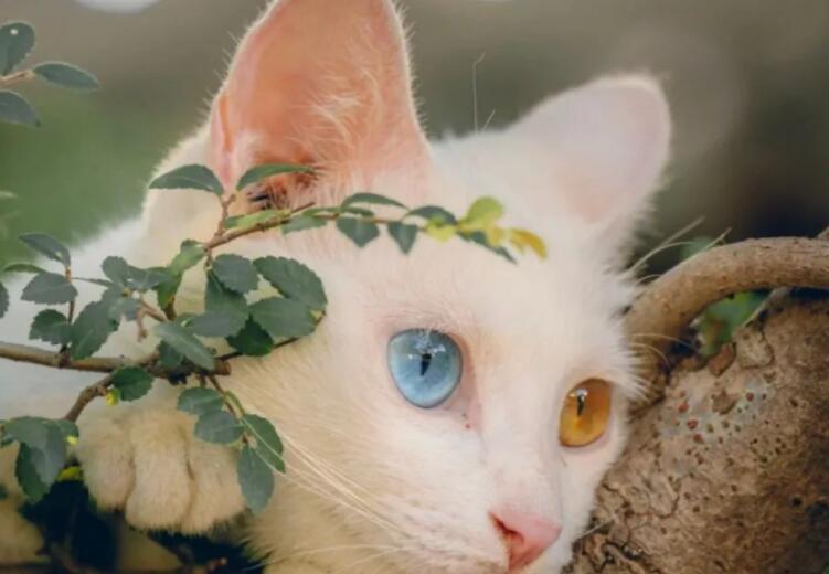 朋友圈夸猫可爱的句子文案