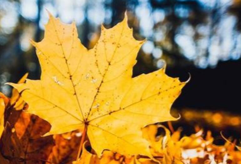 秋天的赞美心情说说文案