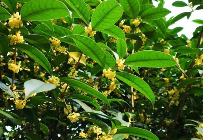 描写桂花的优美句子文案20