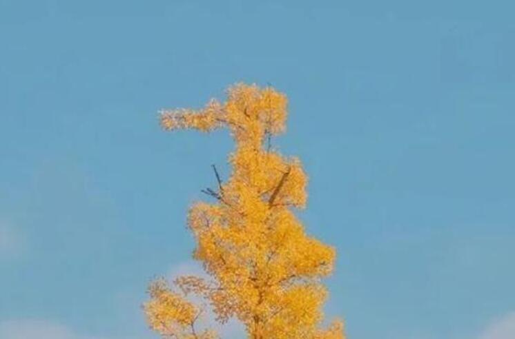 中午好老婆句子文案