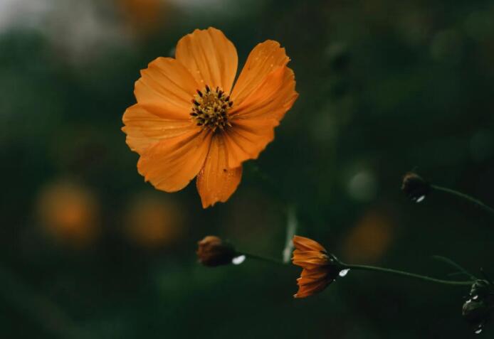 万能作文开头结尾摘抄