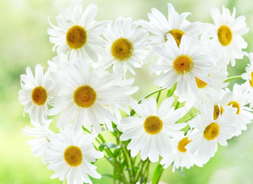 朋友圈短句八个字