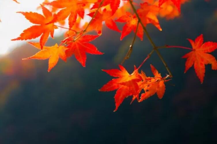 早安健康正能量短句