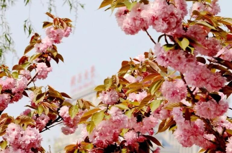 赏樱花的好心情说说文案