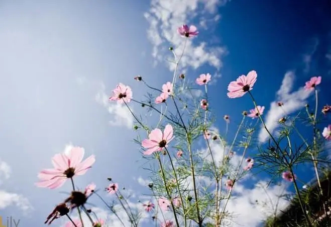 关于美的名言名句文案