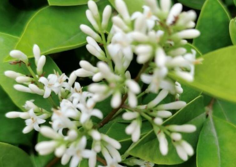 闻到花香的心情优美句