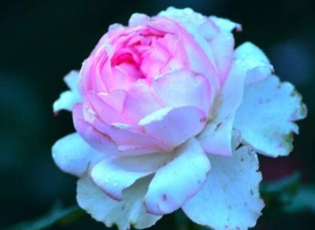 男孩生日诗句文案经典