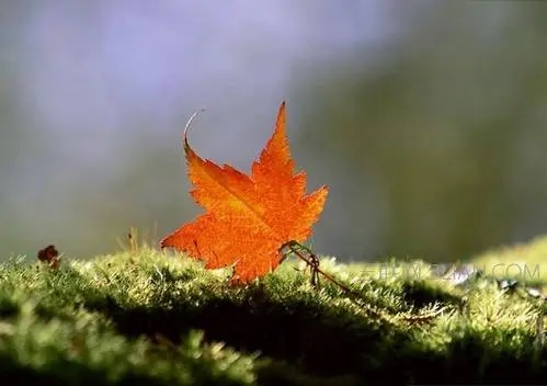 关于秋天的诗名