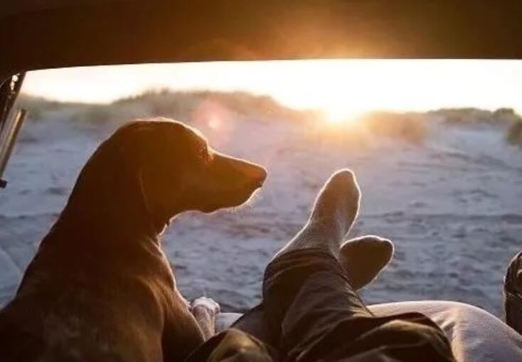 朋友圈晒狗配文