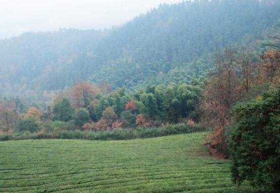 有关保护环境的诗