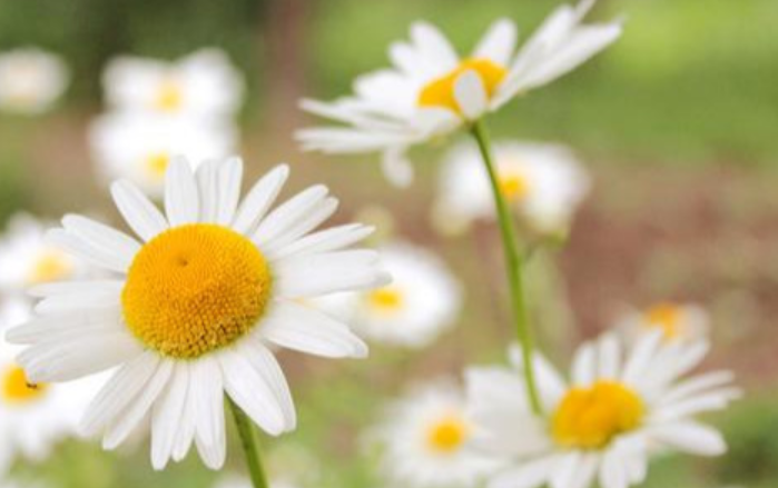 春天寄语简短一句话