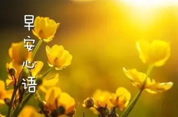 周末早安心语句子文案
