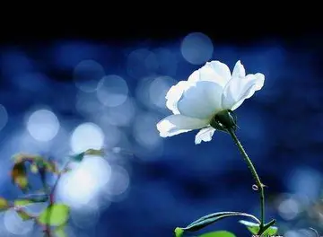 经典的英文文案美句摘抄