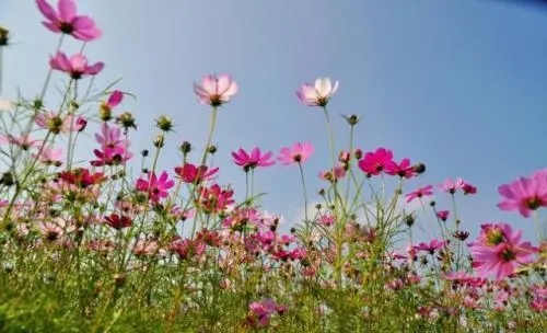 形容野花的励志句子文案