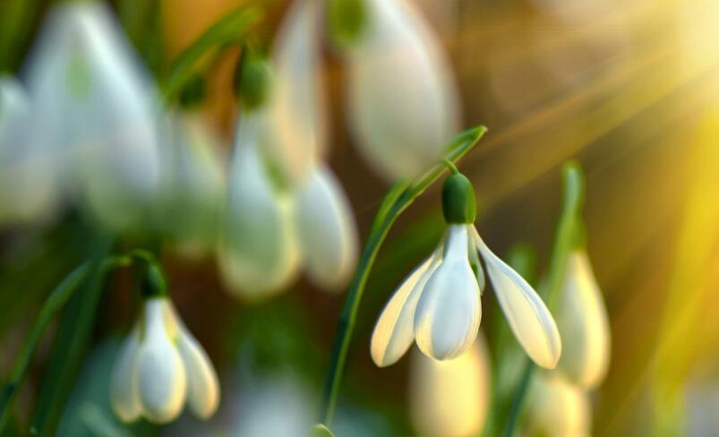 春天读书笔记好词好句文案