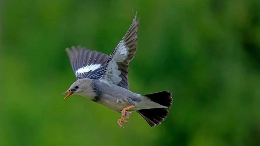 有关鸟的诗句文案
