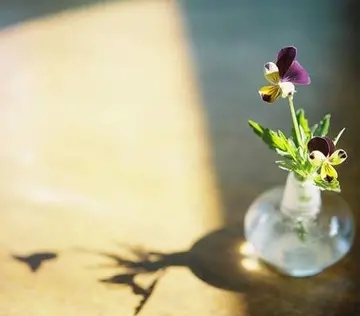 早安心情感悟的经典句子文案