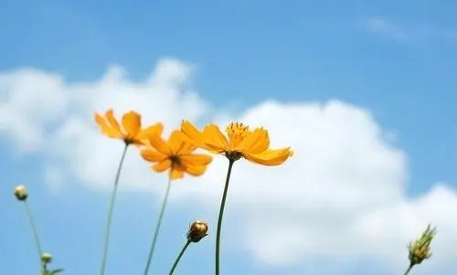 阳光暖心的句子文案简短