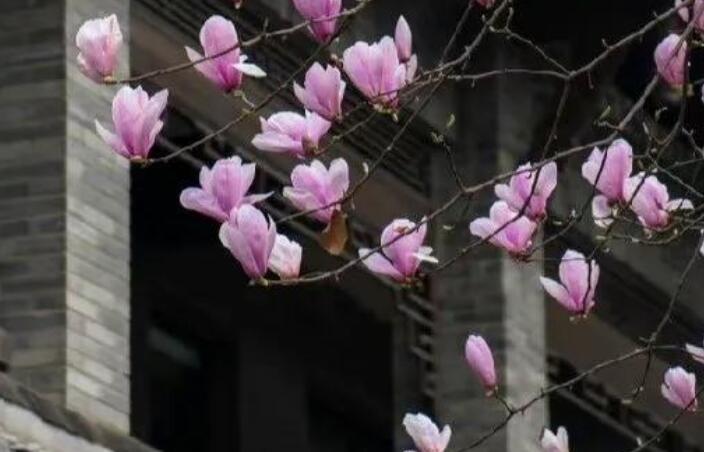 四年级好句子文案摘抄大全