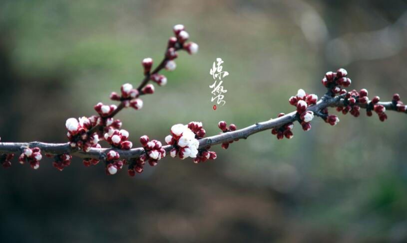 描写惊蛰的诗句文案