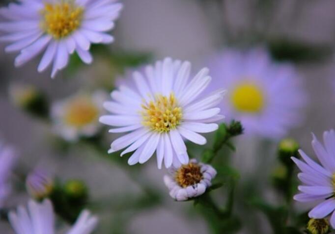 关于春分的经典句子文案