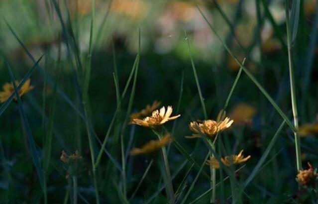 关于快乐的句子文案摘抄