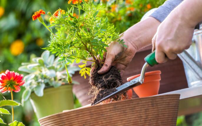 养花闲意唯美句子文案