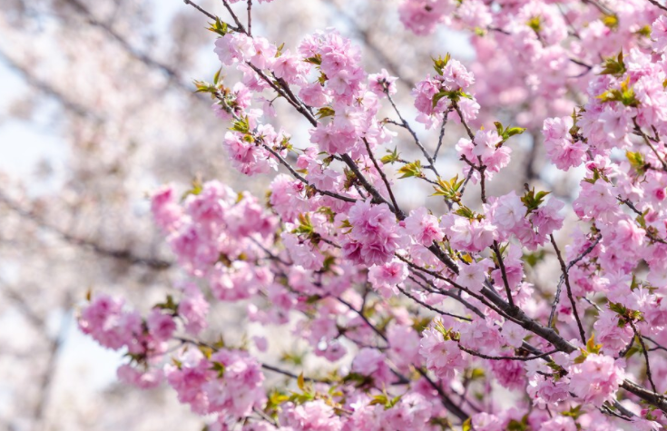 描写樱花的优美段落