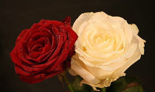 情侣间早上最好的问候语